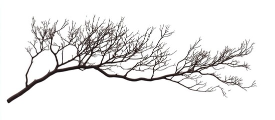 Obraz premium Dry tree branch isolated on white background with intricate twigs and Copy Space for text placement