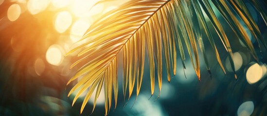 Tropical palm leaf with sunlight glowing through in a bokeh background with copy space for text placement