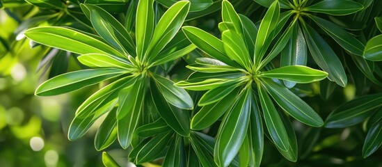 Close-up of green glossy leaves with a smooth texture in natural sunlight surrounded by blurred greenery Copy Space