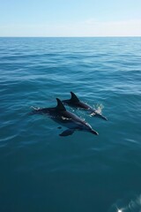 Fototapeta premium A pod of dolphins swimming in the ocean.