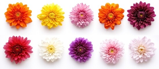 Colorful assortment of ten daisies in various shades on white background with Copy Space for text placement