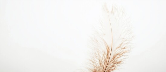 Dried pampas grass stem on white background with copy space for text placement