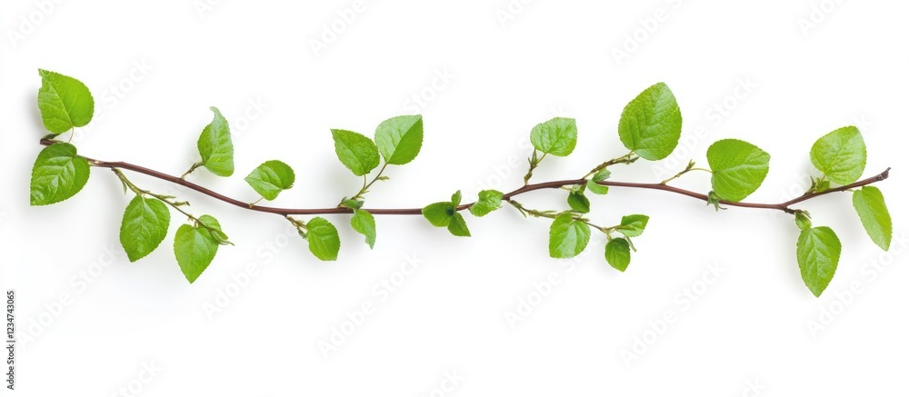 Poster green vine branch with fresh leaves on a white background with copy space for text placement