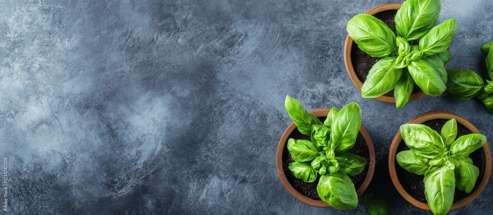 Poster basil plants in small terracotta pots on textured gray surface with copy space for text or design el