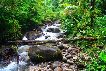 Lush vegetation of the Amazonian rainforest seen from the hiking trail to Hola Vida Waterfall (Hola Vida ecological reserve near Puyo River, Pastaza Canton, Ecuador) © Romana Kontowiczova