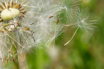 dandelion head