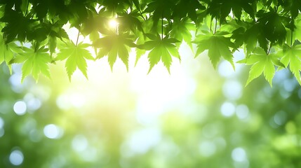Fototapeta premium Sunlit Green Maple Leaves Frame a Soft Background