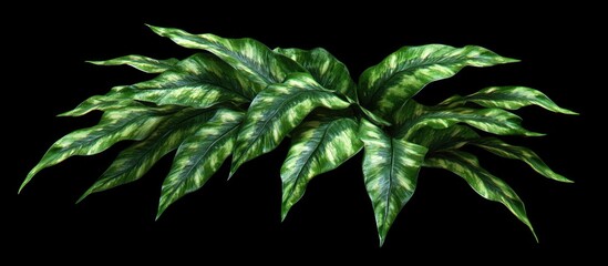 Tropical green foliage with variegated leaves on black background with Copy Space
