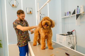 At a pet grooming salon, a middle-aged male groomer is brushing the fur of an adorable Poodle dog