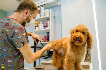 At a pet grooming salon, a middle-aged male groomer is drying the fur of an adorable Poodle dog...