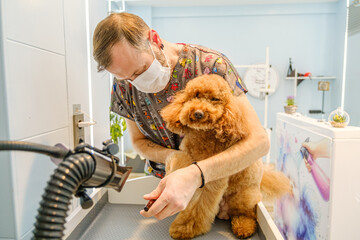 At a pet grooming salon, a middle-aged male groomer is brushing the fur of an adorable Poodle dog