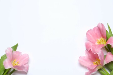 Beautiful fresh tulips on white background