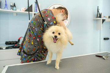 At a pet grooming salon, a middle-aged male groomer is trimming the fur of an adorable Pomeranian dog with scissors