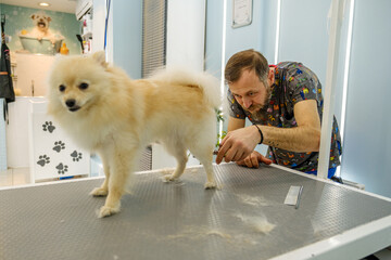 At a pet grooming salon, a middle-aged male groomer is trimming the fur of an adorable Pomeranian...