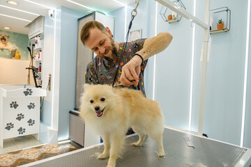 At a pet grooming salon, a middle-aged male groomer is trimming the fur of an adorable Pomeranian...