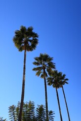 Obraz premium Palm trees and blue sky