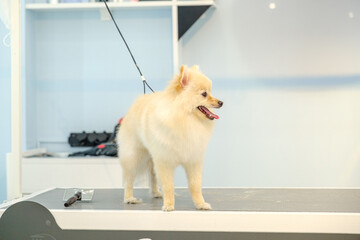 The adorable poses of a Pomeranian dog at a pet grooming salon