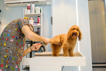 At a pet grooming salon, a middle-aged male groomer is brushing the fur of an adorable Poodle dog