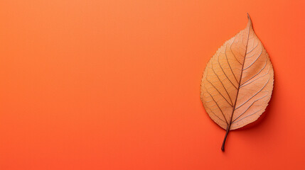 Fototapeta premium autumn leaves background