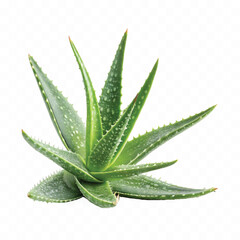 abstract 3d fresh aloe vera pup isolated on white background