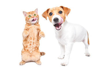 Jack Russell Terrier puppy and Scottish Straight kitten licking standing isolated on a white background