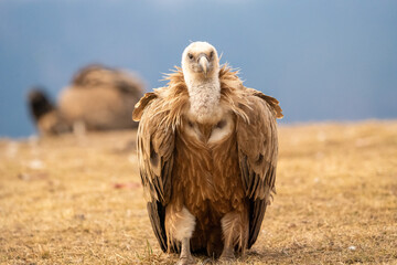 Griffon vulture (Gyps fulvus) photographed in Spain