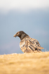 Bearded Vulture (Gypaetus barbatus) photographed in Spain