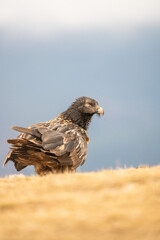 Bearded Vulture (Gypaetus barbatus) photographed in Spain
