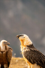 Bearded vulture (Gypaetus barbatus) photographed in Spain