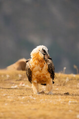 Bearded vulture (Gypaetus barbatus) photographed in Spain