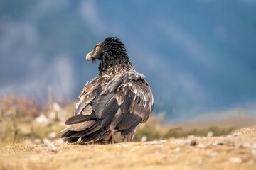 Bearded vulture (Gypaetus barbatus) photographed in Spain