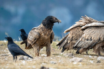 Bearded vulture (Gypaetus barbatus) photographed in Spain
