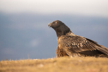 Bearded vulture (Gypaetus barbatus) photographed in Spain