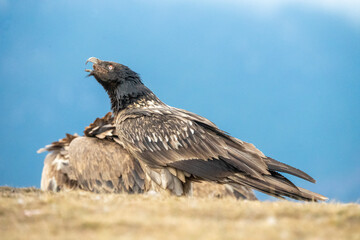 Bearded vulture (Gypaetus barbatus) photographed in Spain