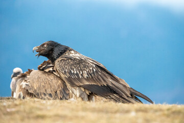 Bearded vulture (Gypaetus barbatus) photographed in Spain