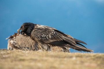 Bearded vulture (Gypaetus barbatus) photographed in Spain