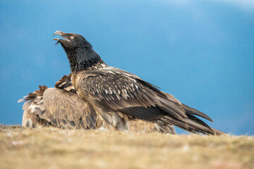 Bearded vulture (Gypaetus barbatus) photographed in Spain