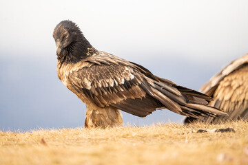 Bearded vulture (Gypaetus barbatus) photographed in Spain