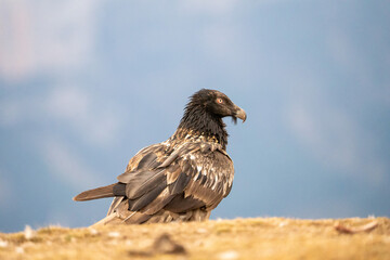 Bearded vulture (Gypaetus barbatus) photographed in Spain