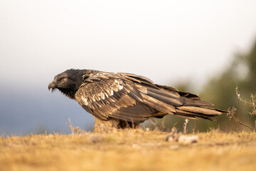 Bearded vulture (Gypaetus barbatus) photographed in Spain