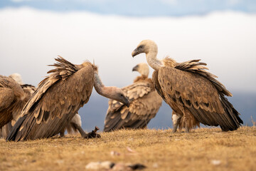 Griffon vulture (Gyps fulvus) photographed in Spain