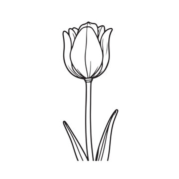 recommend clip art: tulip flower line art vector