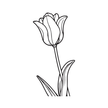 recommend clip art: tulip flower line art vector