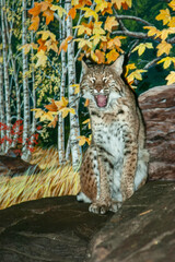 small wild cat in the zoo