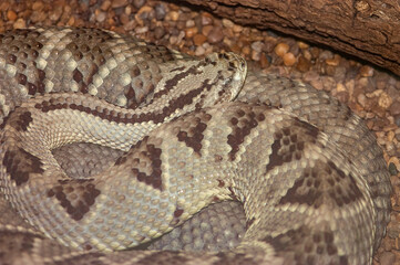 closeup of a timber rattler