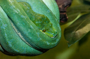 green tree python
