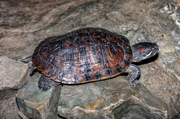 turtle on the rock