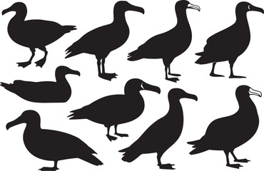 A variant style of albatross silhouette vector, standing bird silhouette, and flat bird icon illustration design, isolated on a white background.