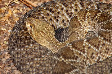 Obraz premium close up of a snake