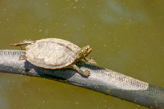 painted turtle in a pond